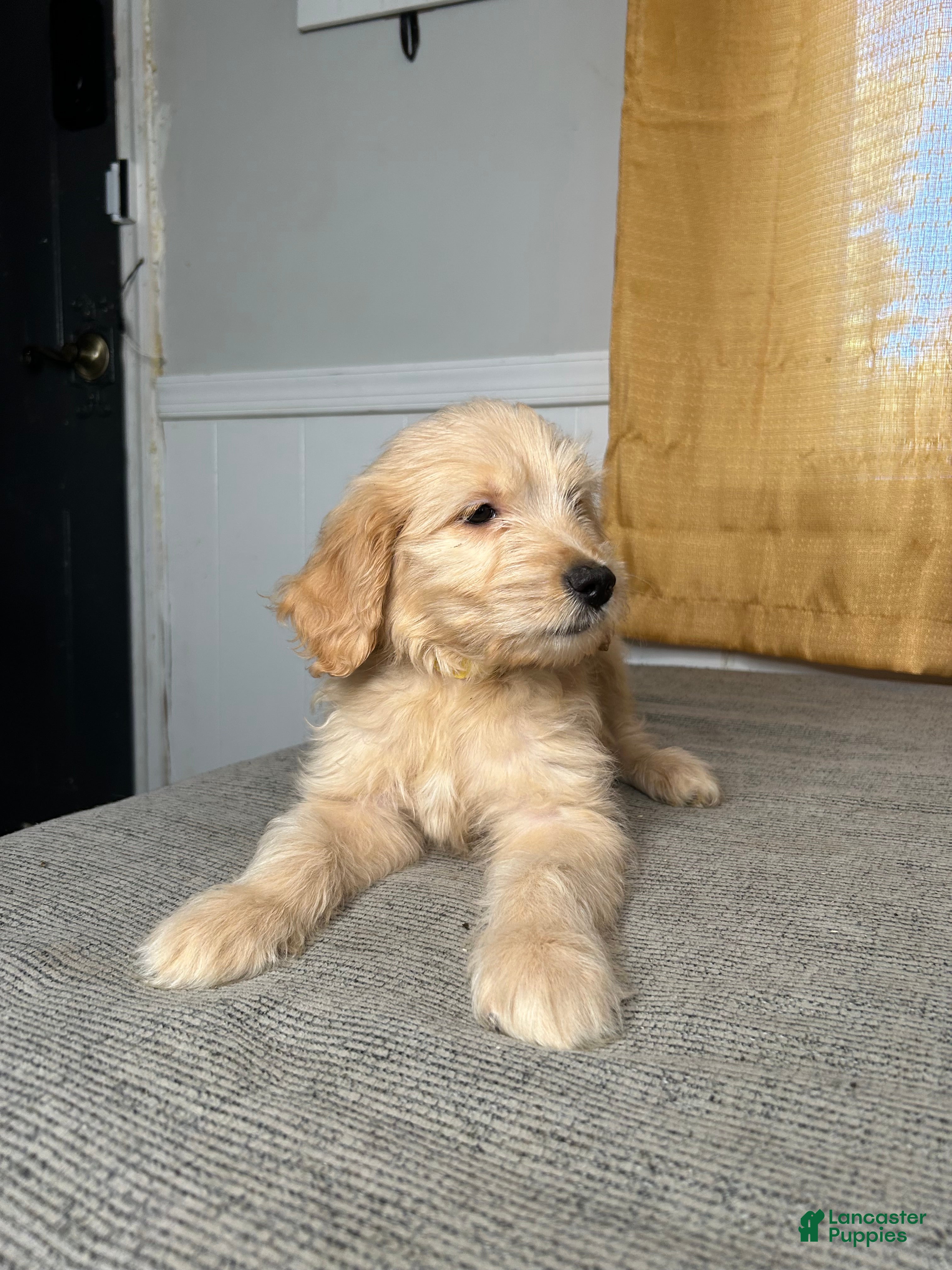 Golden Retriever Puppies for sale in Worcester, Massachusetts