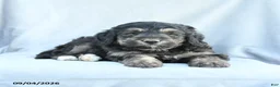 Mini Bernedoodle dogs for sale: Monty - Ad 5