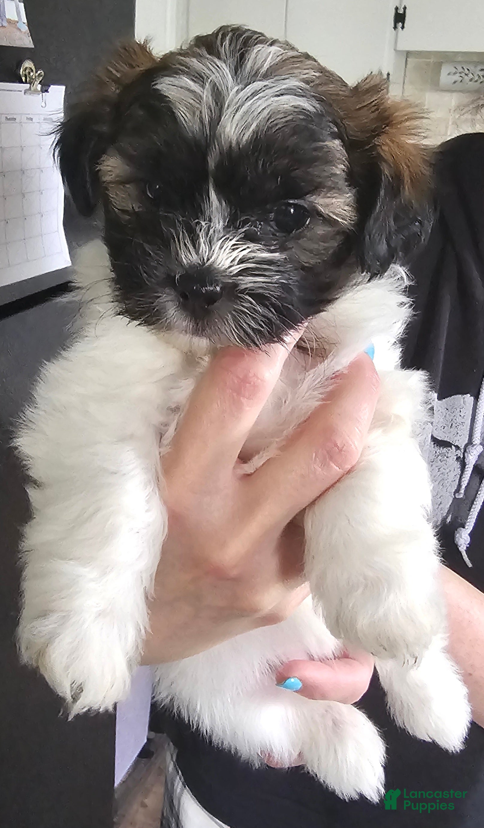 Teddy Bear dogs Annie - Ad 22