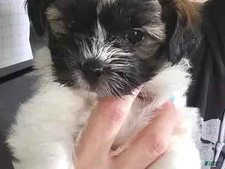 Teddy Bear dogs Annie - Ad 10