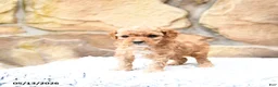 Cavapoo dogs for sale: Slate - Ad 9