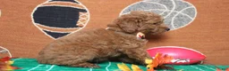 Mixed Breed dogs for sale: Seville - Ad 8