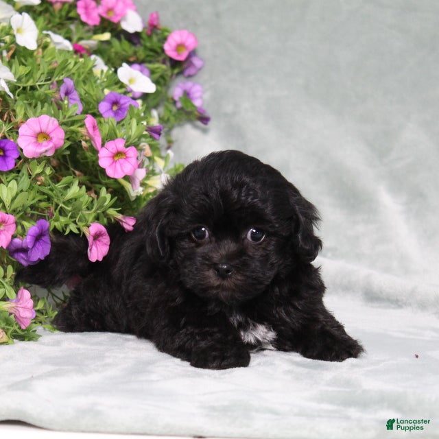 Teddy Bear dogs BJs Eliza - Ad 1
