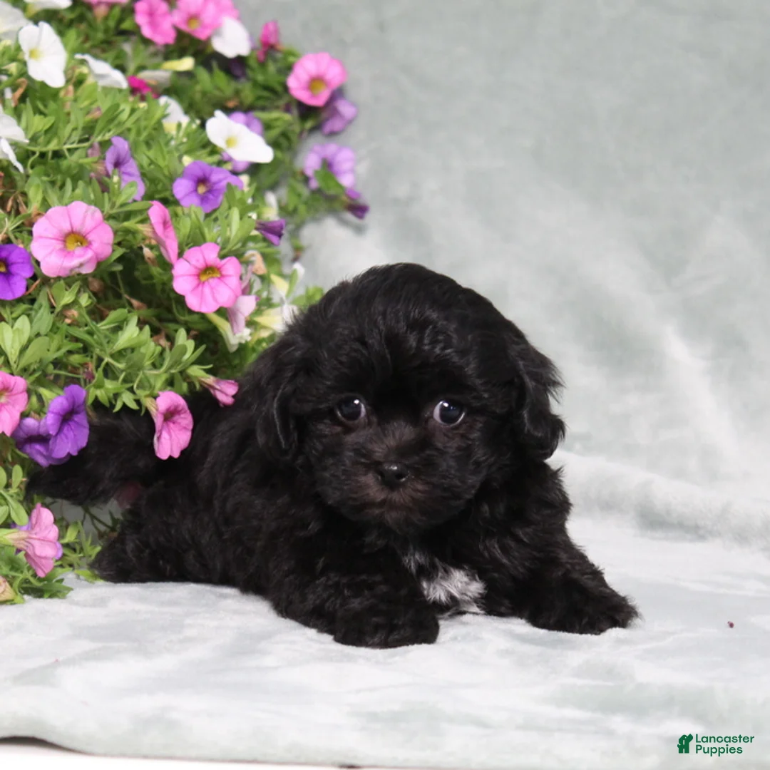 Teddy Bear dogs for sale: BJs Eliza - Ad 1