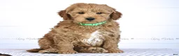 Mini Goldendoodle dogs for sale: Trevor - Ad 2