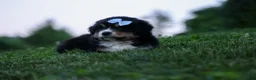 Miniature Australian Shepherd dogs for sale: LINCOLN - Ad 5