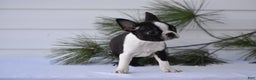 Boston Terrier dogs for sale: Rocket - Ad 9