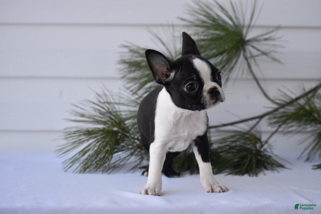 Boston Terrier dogs for sale: Rocket - Ad 9