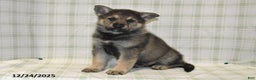 German Shepherd dogs for sale: Mason - Ad 1