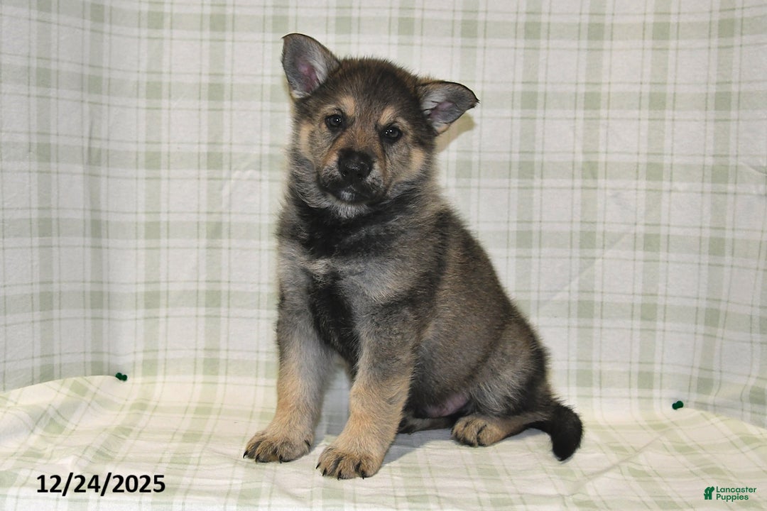 German Shepherd dogs for sale: Mason - Ad 1