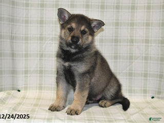 German Shepherd dogs Mason - Ad 34