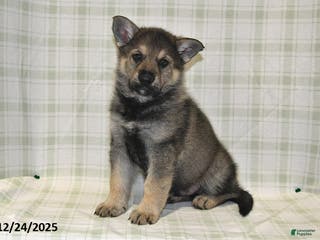 German Shepherd dogs Mason - Ad 2