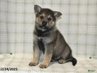 German Shepherd dogs Mason - Ad 38