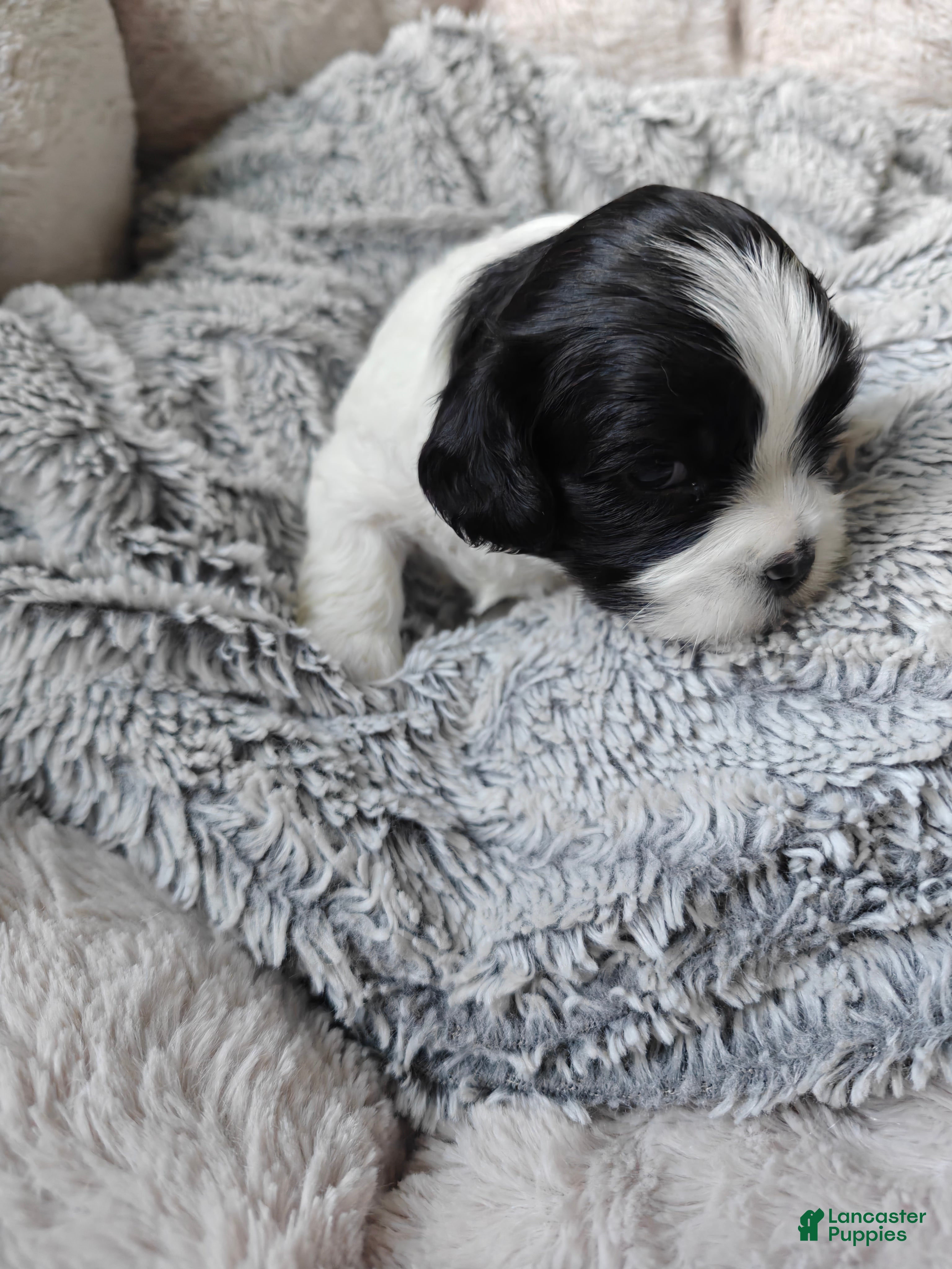 Mixed Breed dogs for sale: Chungus - Ad 3