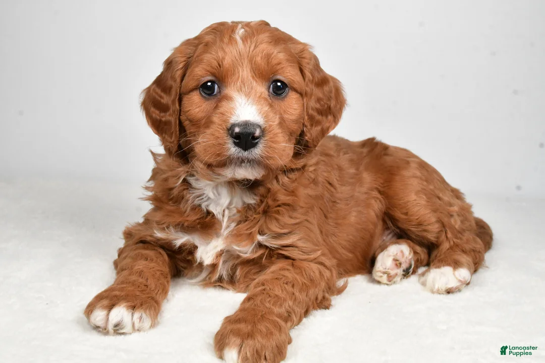 Mini Goldendoodle dogs for sale: Benji - Ad 9
