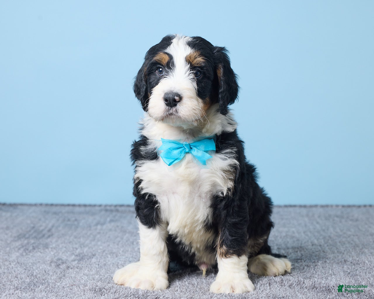 Bernedoodle dogs Hank - Ad 33