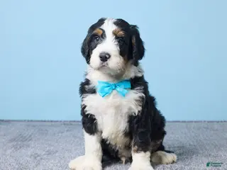 Bernedoodle dogs Hank - Ad 33