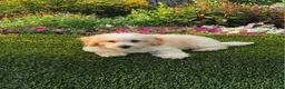 Havapoo dogs for sale: Ace - Ad 7