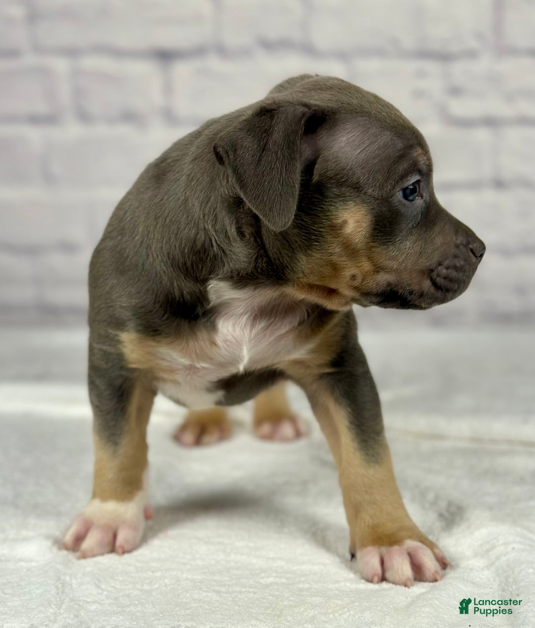 American Bully dogs for sale: Diezel - Ad 4