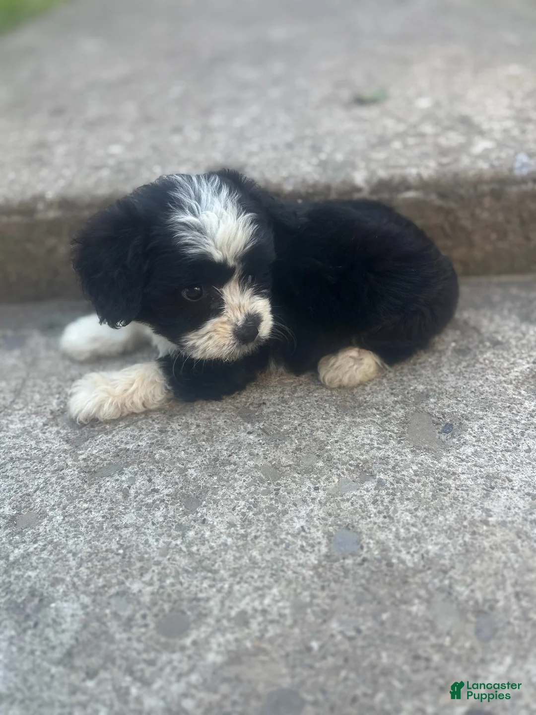 Miniature Australian Shepherd dogs for sale: Sasha  - Ad 2