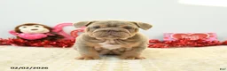 English Bulldog dogs for sale: Bear - Ad 5