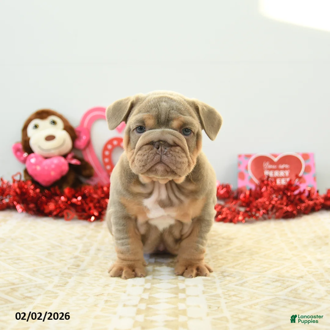 English Bulldog dogs for sale: Bear - Ad 5