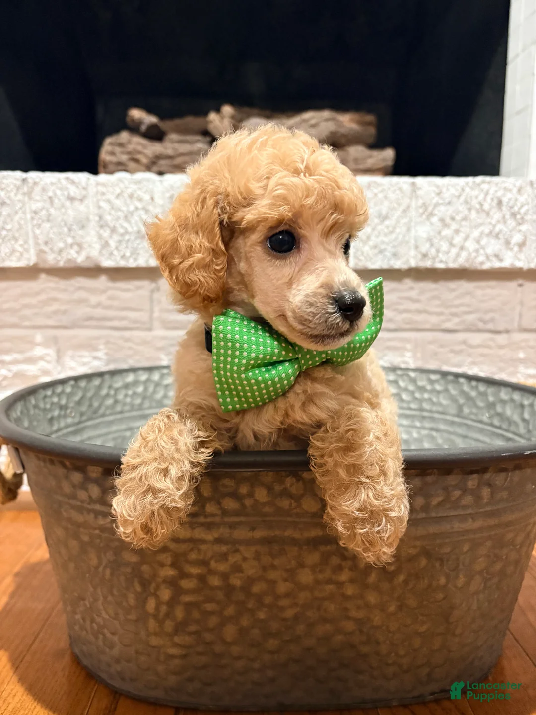 Toy Poodle dogs for sale: Toy Poodle 1 - Ad 2