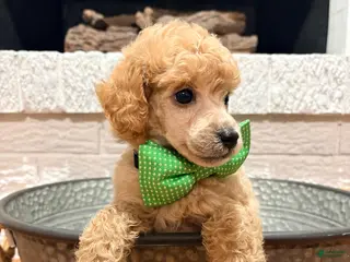 Toy Poodle dogs Toy Poodle 1 - Ad 2