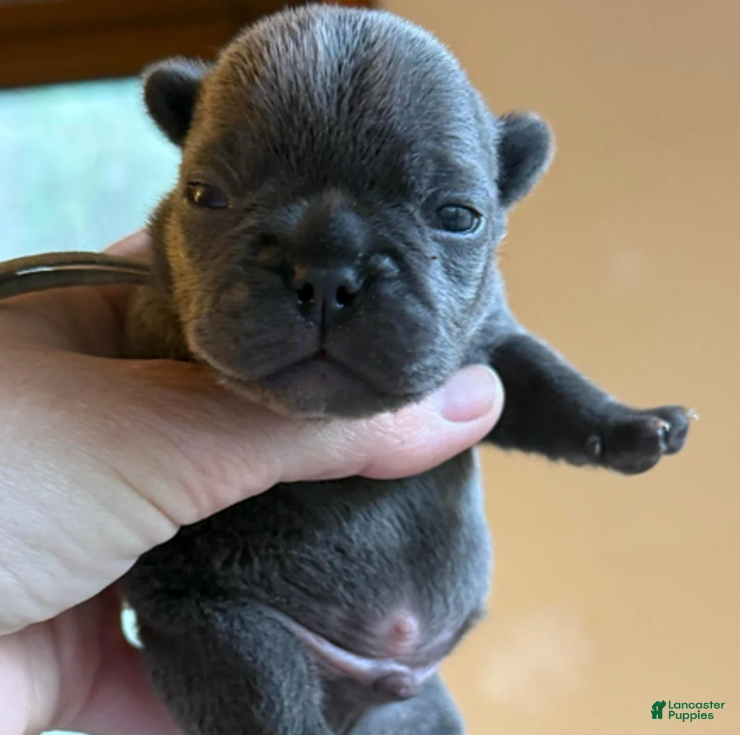 French Bulldog dogs for sale: Blue boy (blue collar) - Ad 1