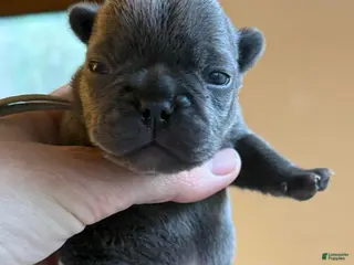 French Bulldog dogs Blue boy (blue collar) - Ad 1