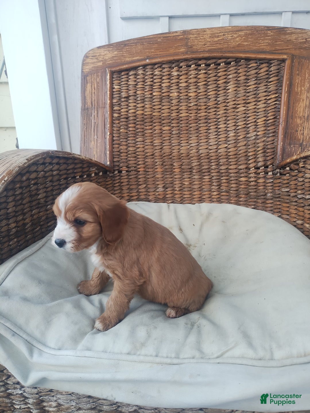 Cavapoo dogs for sale: Arthur  - Ad 5
