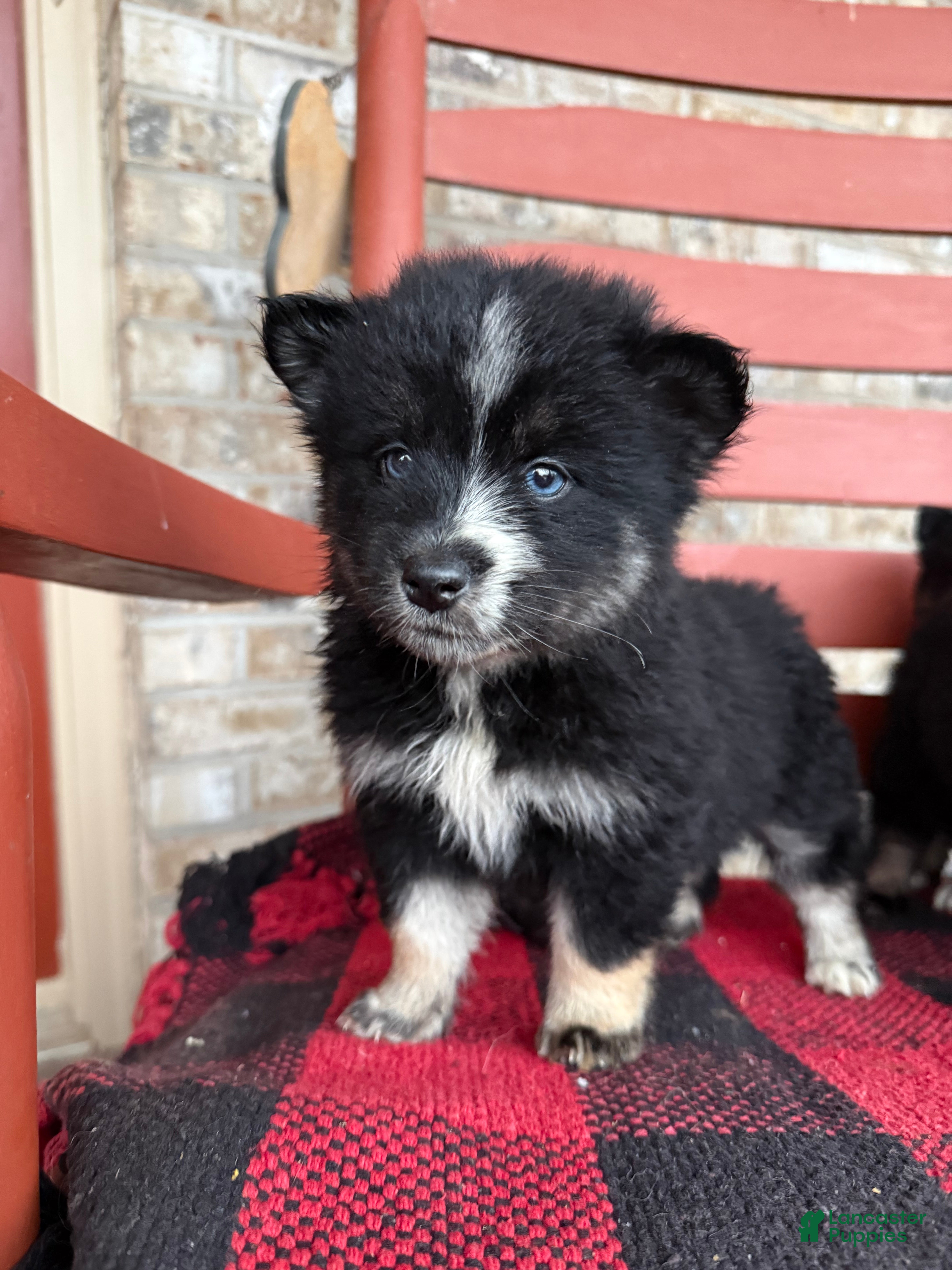 Pomsky dogs Shadow - Ad 5