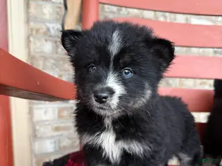 Pomsky dogs Shadow - Ad 5