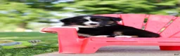 Miniature Australian Shepherd dogs for sale: Roamer - Ad 8