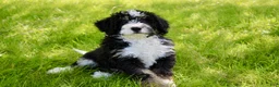 Mini Bernedoodle dogs for sale: Parker - Ad 2