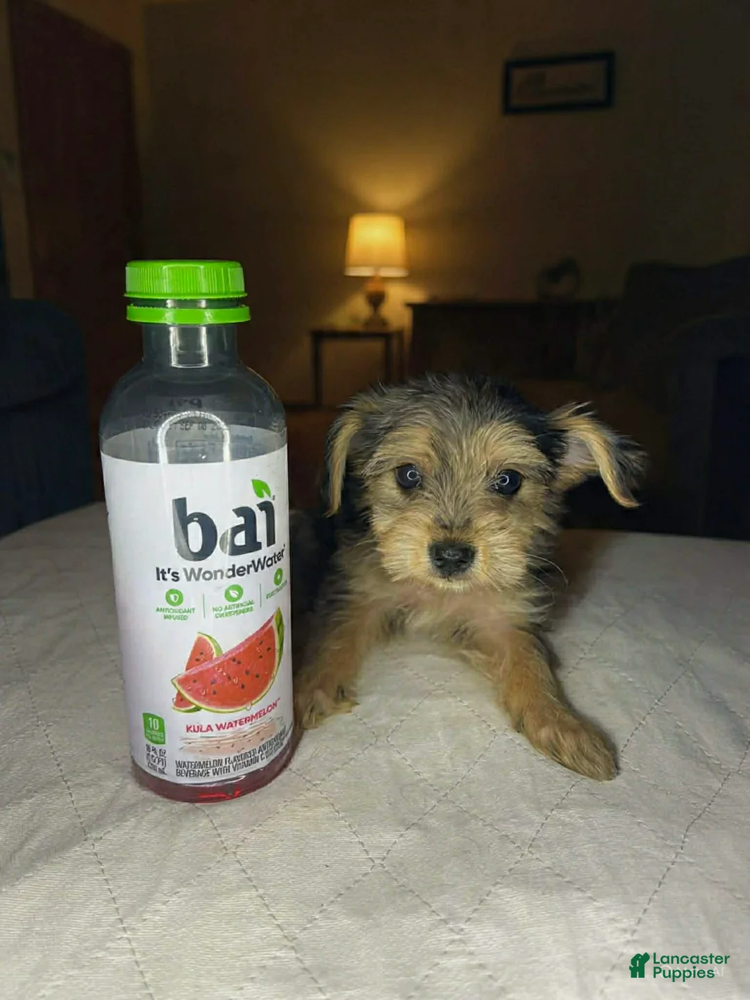 Shorkie dogs for sale: Kendra labark - Ad 3