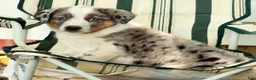 Australian Shepherd dogs for sale: Jasper - Ad 8