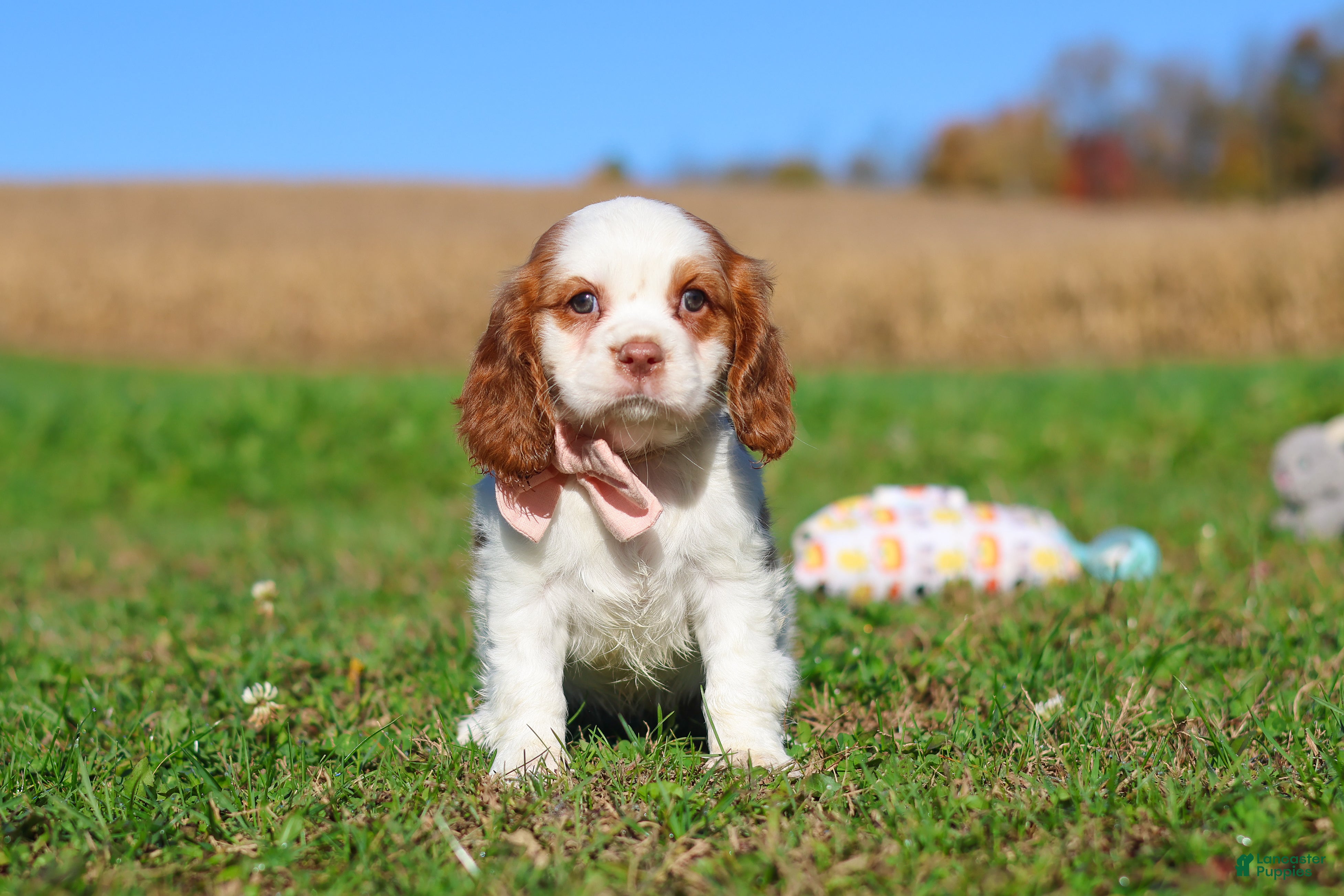 Cavalier King Charles Spaniel dogs Lola - Ad 2
