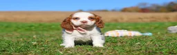 Cavalier King Charles Spaniel dogs for sale: Lola - Ad 2