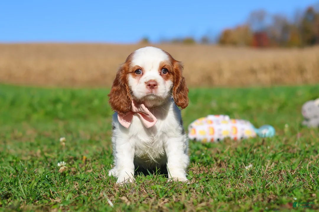 Cavalier King Charles Spaniel dogs for sale: Lola - Ad 2