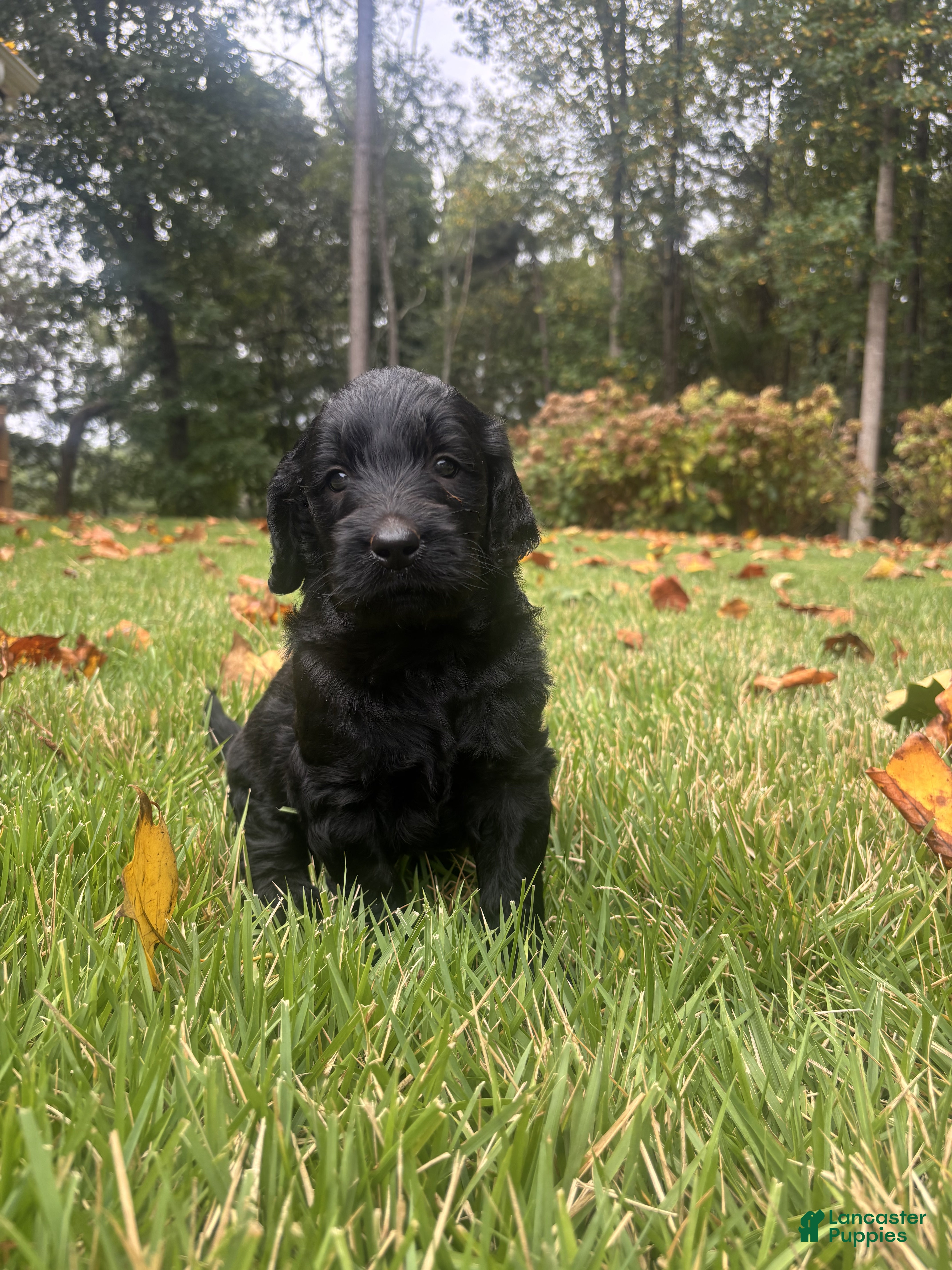 Goldendoodle dogs Hazel - Ad 1