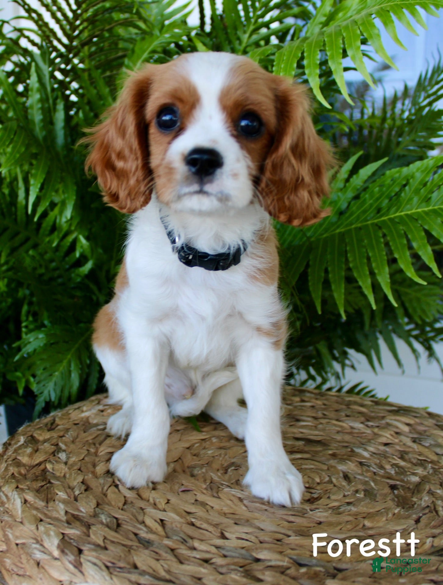 Cavalier King Charles Spaniel dogs Forestt - Ad 9