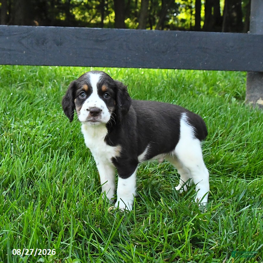 English Springer Spaniel dogs Buster - Ad 2