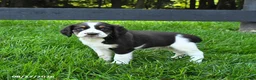 English Springer Spaniel dogs for sale: Buster - Ad 2