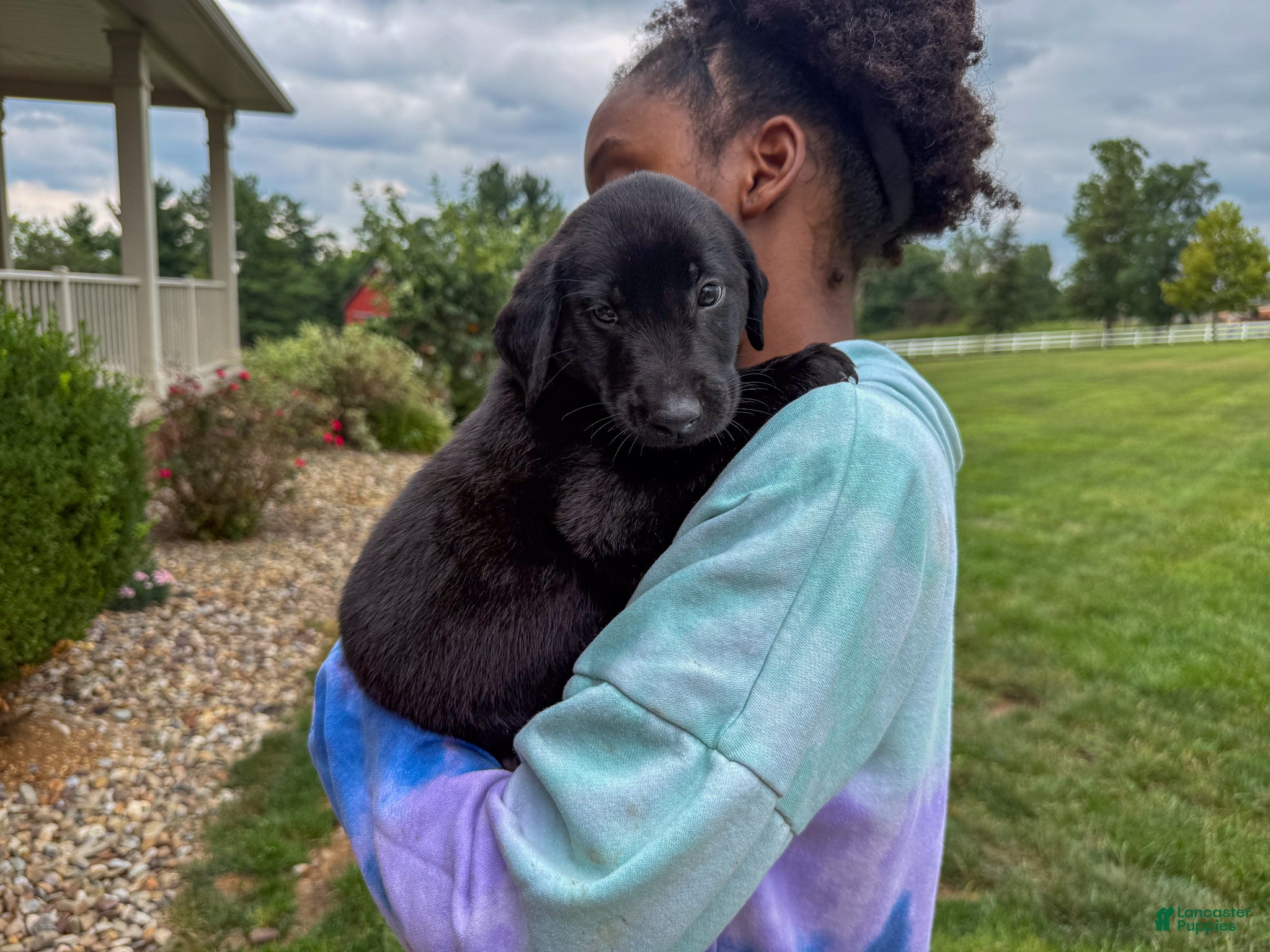 Labrador Retriever dogs Joe - Ad 2