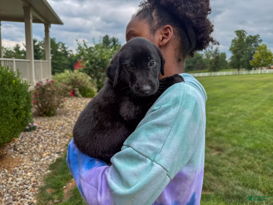 Labrador Retriever dogs for sale: Joe - Ad 2