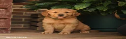 Golden Retriever dogs for sale: Creed - Ad 5