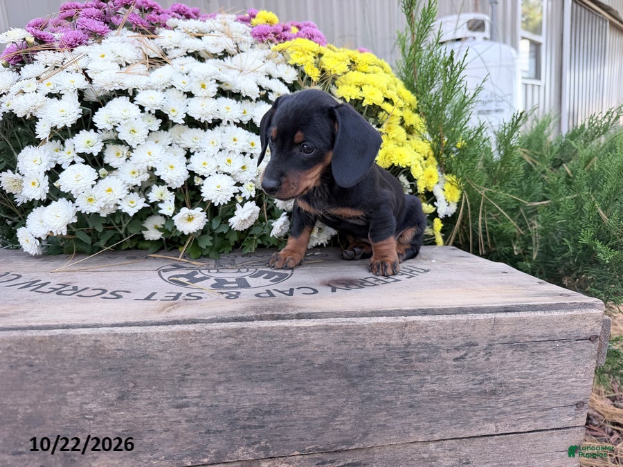 Miniature Dachshund dogs for sale: Dazzle - Ad 1