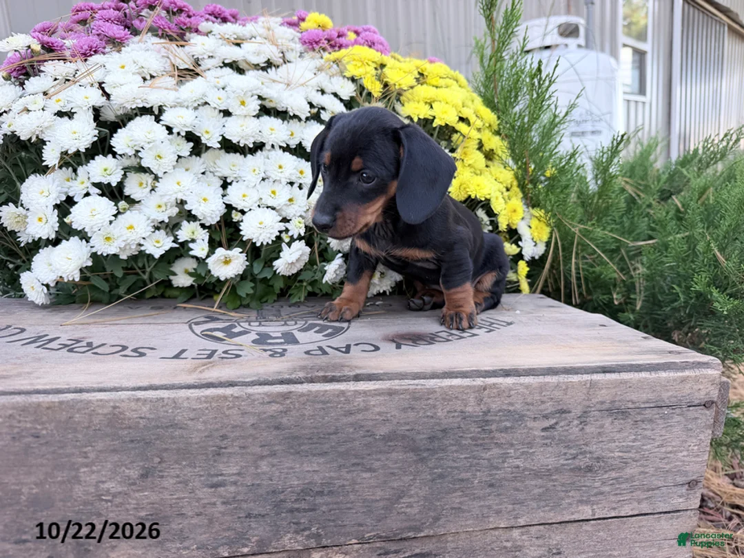 Miniature Dachshund dogs for sale: Dazzle - Ad 1