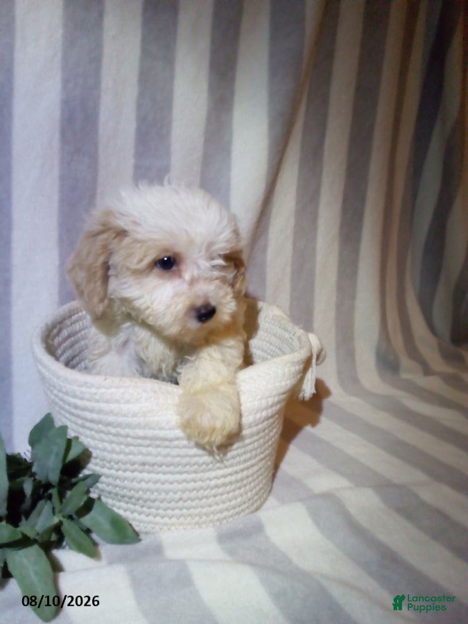 Havapoo dogs Pete - Ad 2